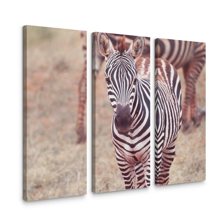 Leinwandbild Zebra Fohlen (3-teilig) - WA147010