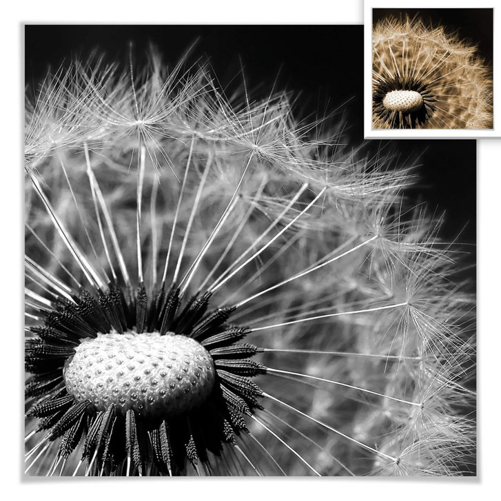 Poster Dandelion - WA159276