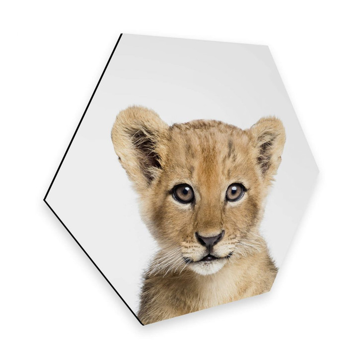 Hexagon - Alu-Dibond Sisi & Seb - Baby Löwe - WA299613