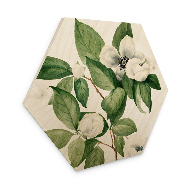 Hexagon Holzbild Botanik Illustration einer Scheinkamelie - Walcott - WA401269