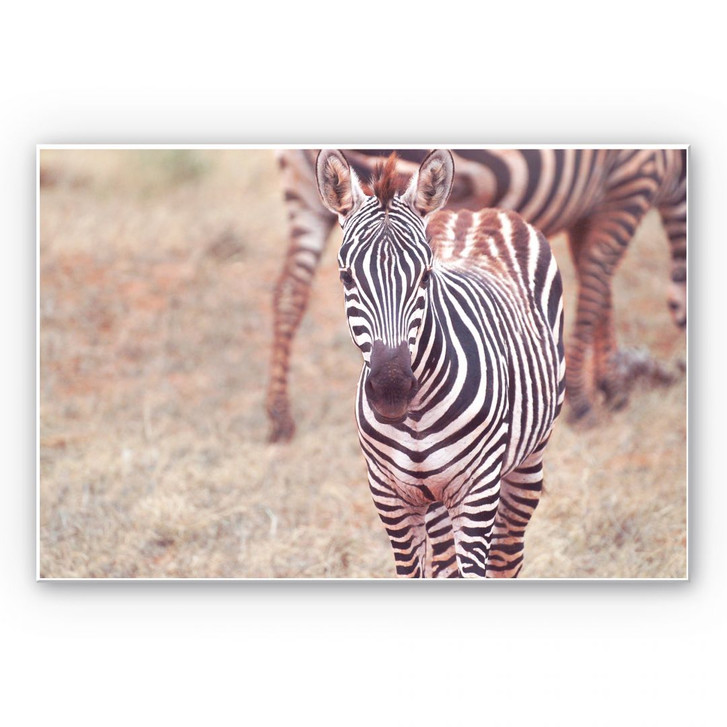 Hartschaumbild Zebra Fohlen - WA131303