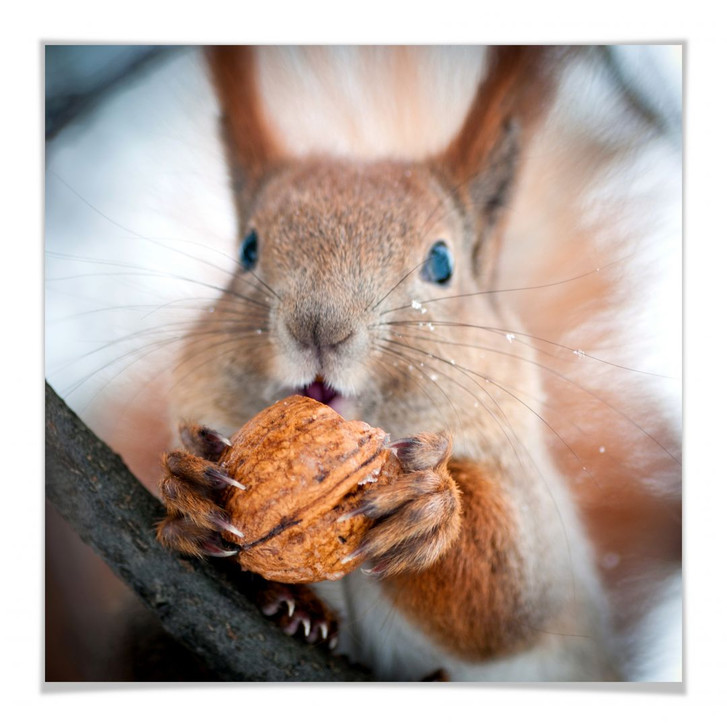 Poster Eichhörnchen mit Nuss - WA247203