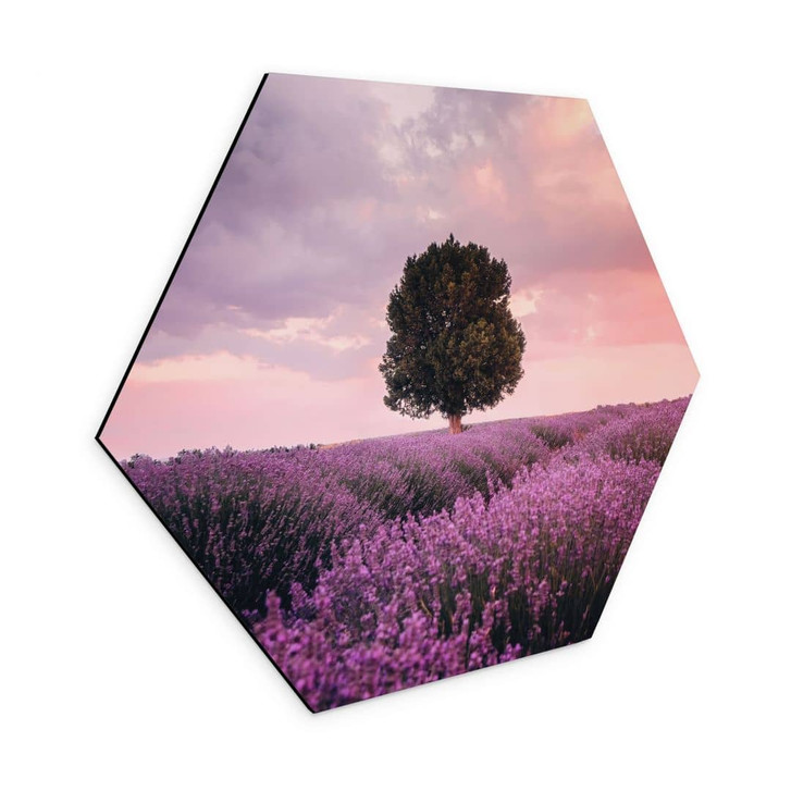 Hexagon Wandbild Lila Lavendelfelder bei Sonnenuntergang - Cevik - Alu-Dibond - WA421805