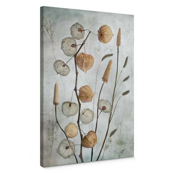 Leinwandbild Getrocknete Lampionblumen - Disher - WA402382