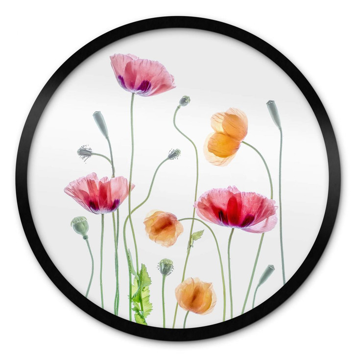Poster Bunte Mohnblumen Rund - Disher - WA406004