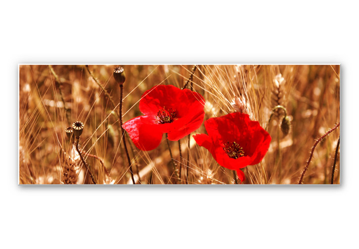 Wandbild Mohnblüten im Feld - Panorama - WA194560