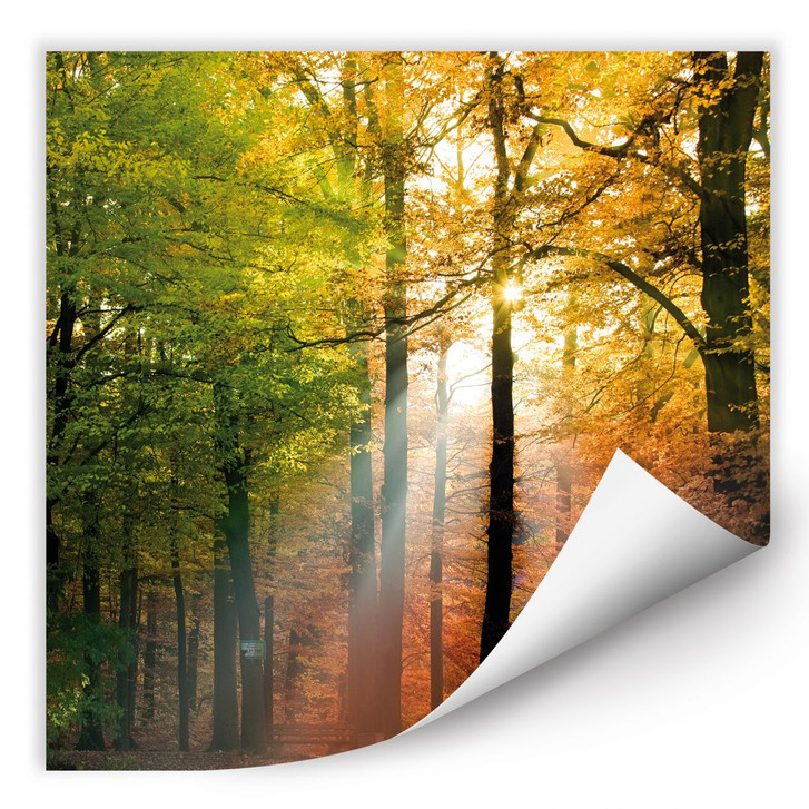 Wallprint Goldener Herbst - WA184286