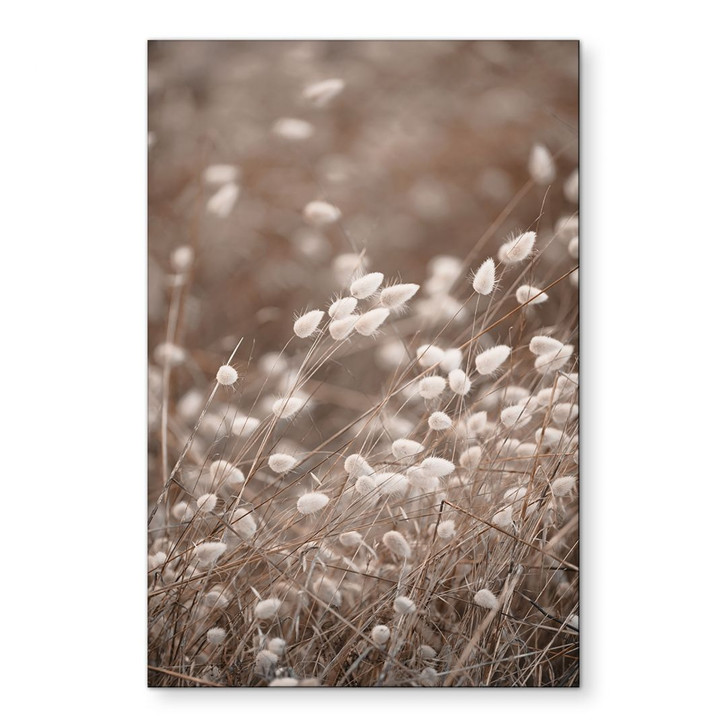 Wandbild Zarte Gräser im Herbstlicht - Collins - Alu-Dibond - WA422067