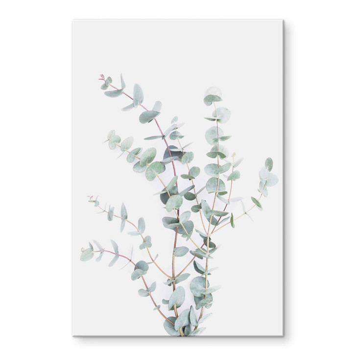 Acrylglasbild Sisi & Seb - Eukalyptuszweig - WA294478