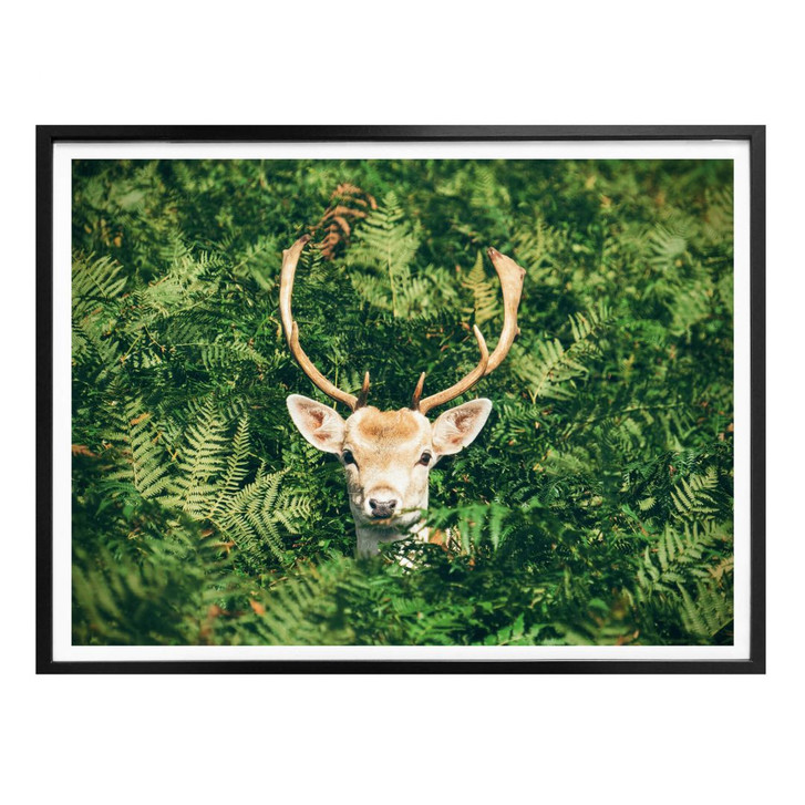 Poster Versteckspiel im Wald - WA167987