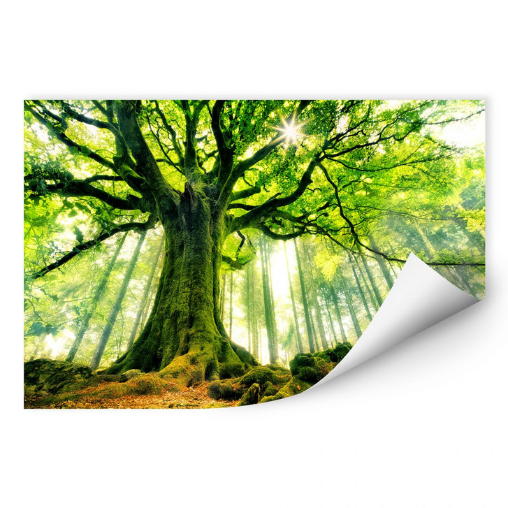 Wallprint Kiciak - Märchenwald - WA184999