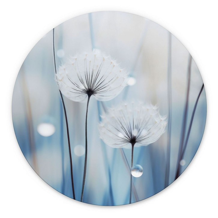 Wandbild Tauperlen auf Pusteblumen - Treechild - Alu-Dibond Rund - WA492183