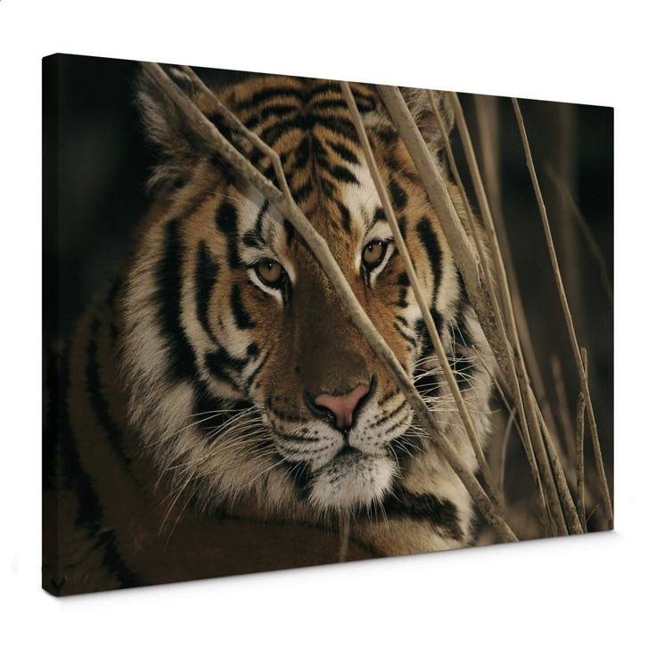Leinwandbild NG Tiger - WA370981