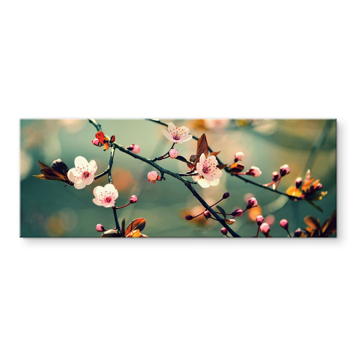 Acrylglasbild Frühlingserwachen - Panorama - WA108571
