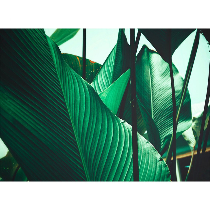 Livingwalls Fototapete Designwalls Leaf Stalks Natur - WA296363