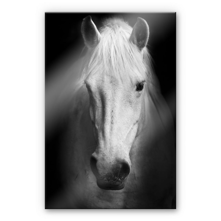 Acrylglasbild White Horse - WA111850