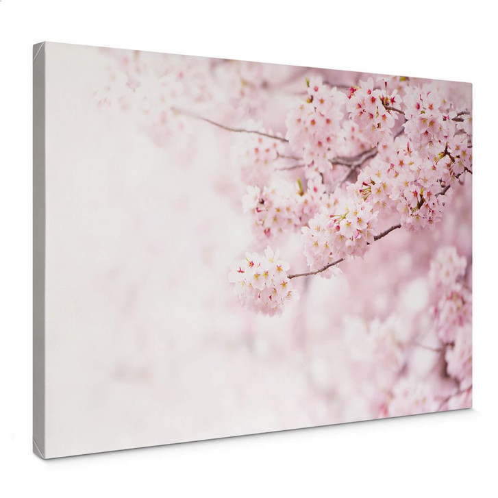 Leinwandbild Zarte Kirschblüten - WA377510