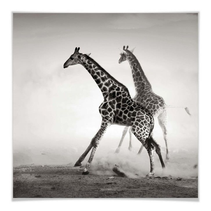 Poster Die Flucht - WA159628