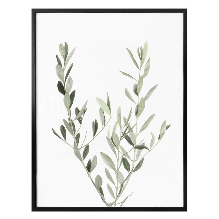 Poster Sisi & Seb - Olivenzweig - WA304693