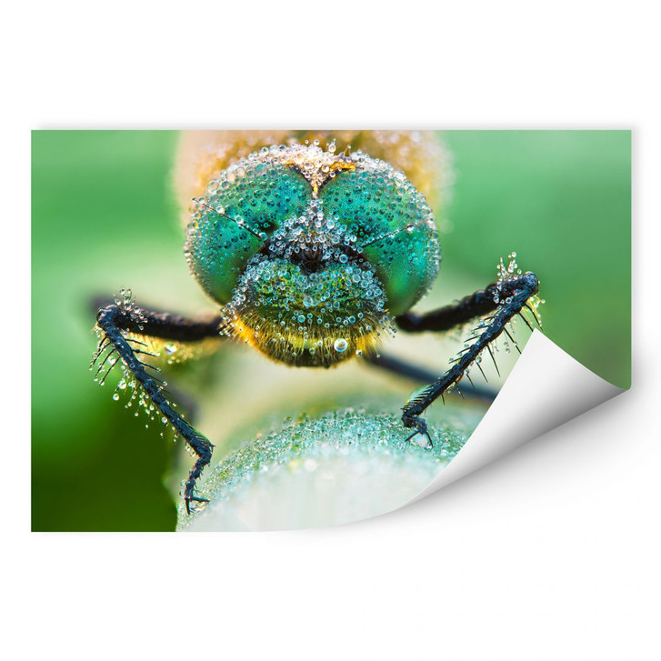 Wallprint Sabol - Morgentau - WA188524