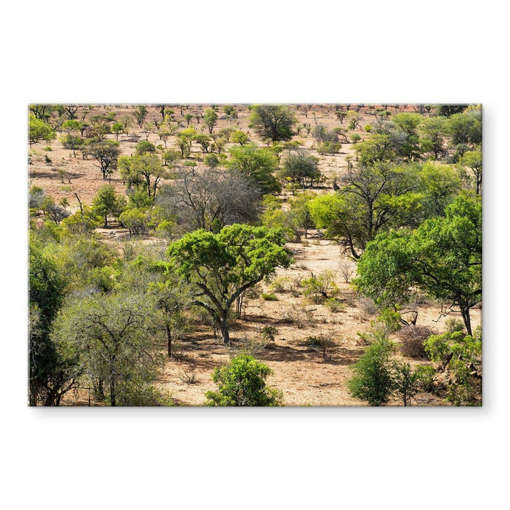 Glasbild Savannenlandschaft in Afrika - Hugonnard - WA471749