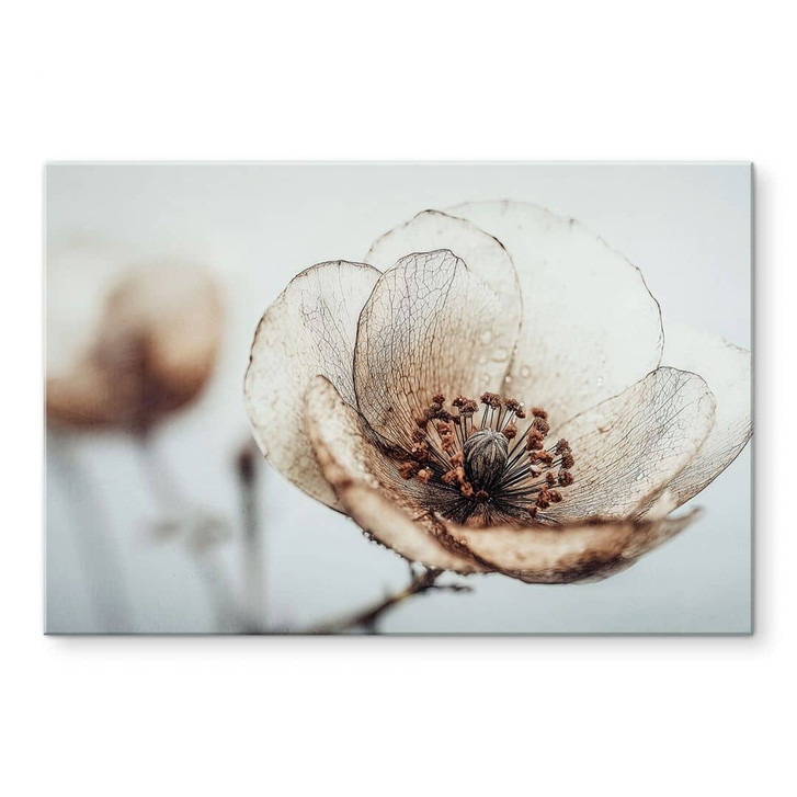 Glasbild Trockenblüte Beige Naturpoesie - Treechild - WA495195