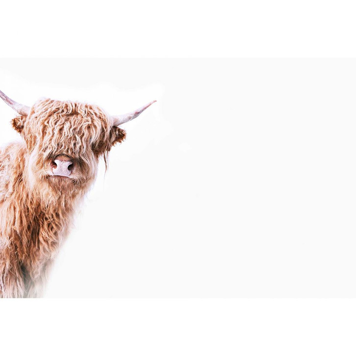 Livingwalls Fototapete ARTist Highland Cattle mit Hochland Rind beige, braun, weiss - WA310851