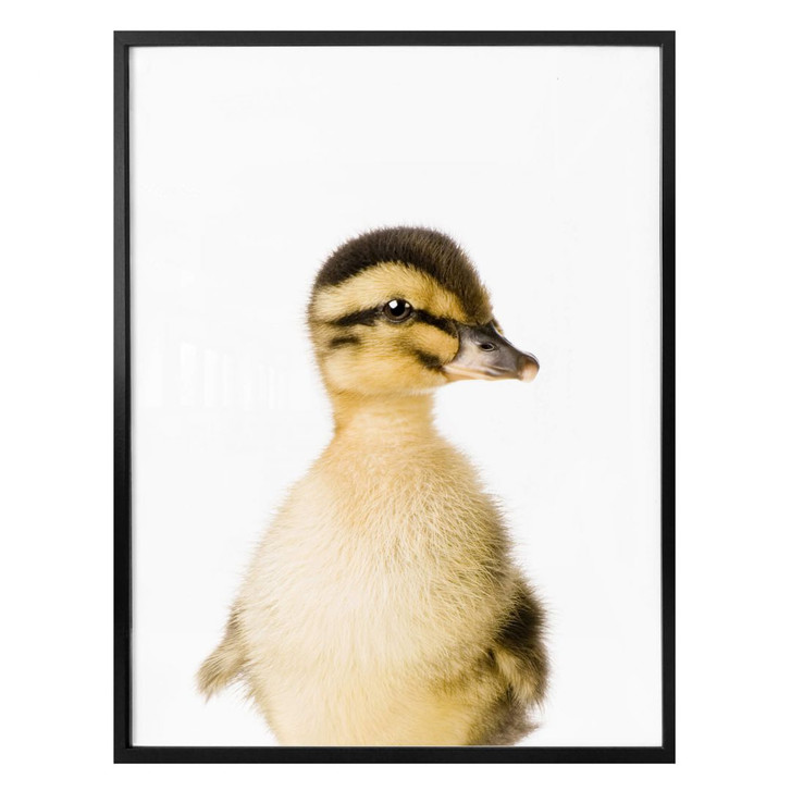 Poster Sisi & Seb - Entenküken - WA311821