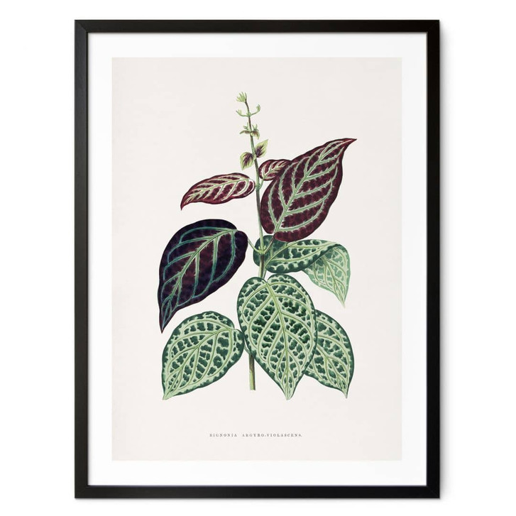 Poster Blatt Illustration - Bignonia Argyro Violacea - WA409536