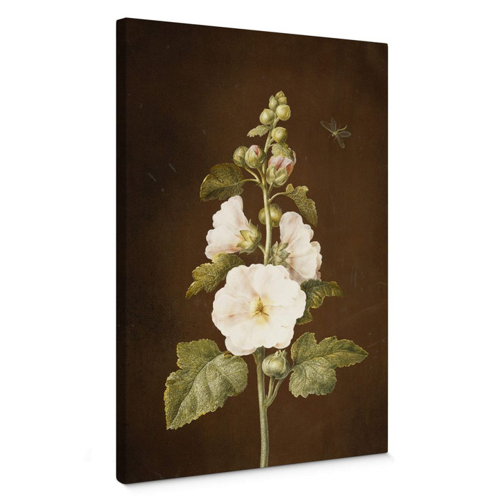 Leinwandbild Dietzsch - Stockrose - WA361981