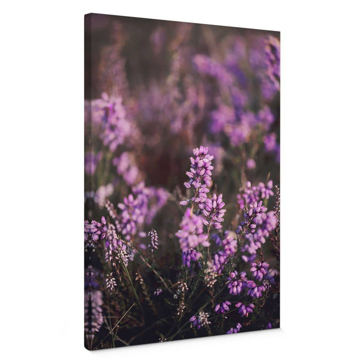Leinwandbild Lila Heideblüte im warmen Licht - Annie - WA472599
