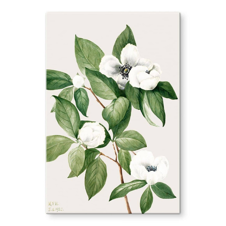 Acrylglasbild Botanik Illustration einer Scheinkamelie - Walcott - WA479597