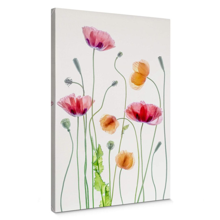 Leinwandbild Blumen - Bunte Mohnblumen - Disher - WA402388
