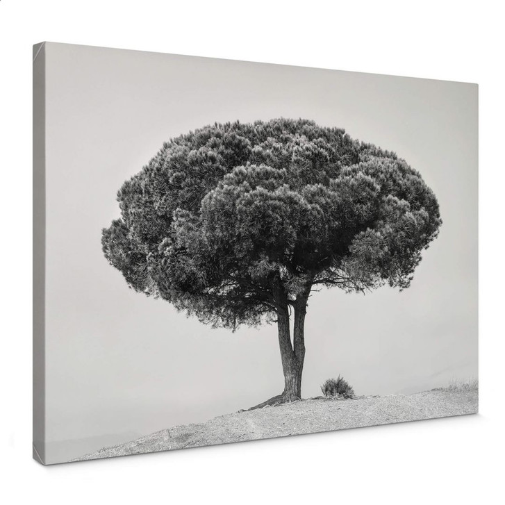 Leinwandbild Martin - Baum in Schwarz-Weiss - WA369823