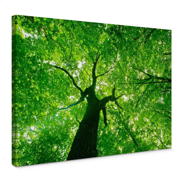 Leinwandbild Under the Trees - WA376589