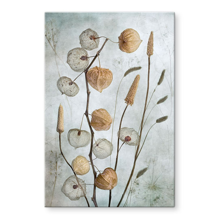 Acrylglasbild Getrocknete Lampionblumen - Disher - WA392325