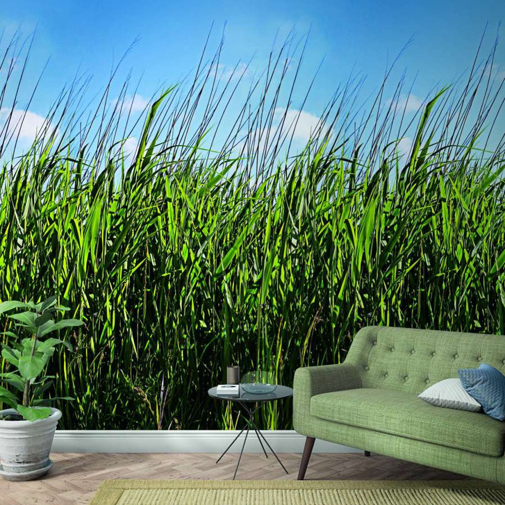 Fototapete mit Gras und blauem Himmel Grün, Blau ,Floral 2.70 x 1.59 m - WA449000