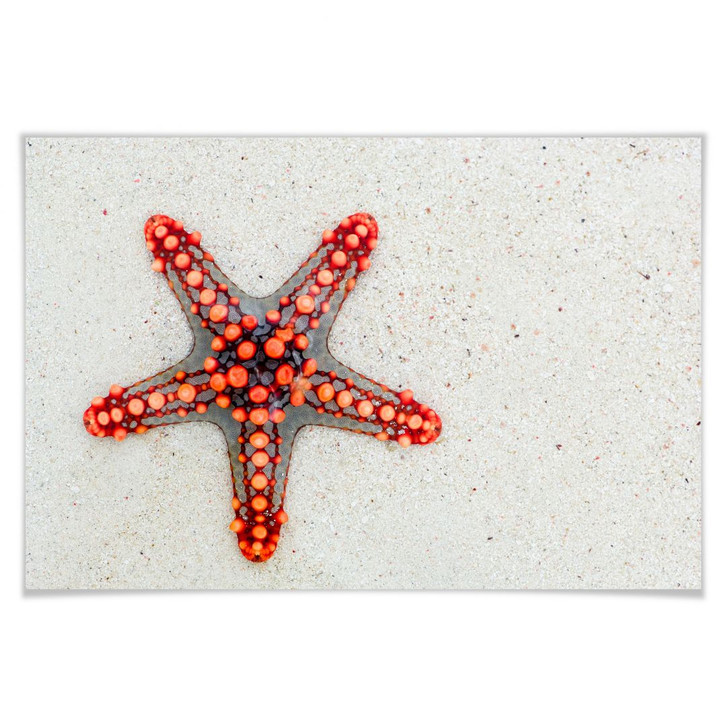 Poster Leuchtender Seestern - WA163161
