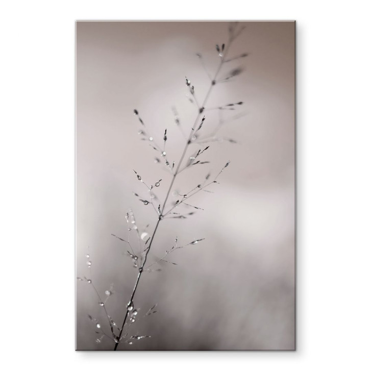 Acrylglasbild Grashalm mit Tautropfen - Sillen - WA490726