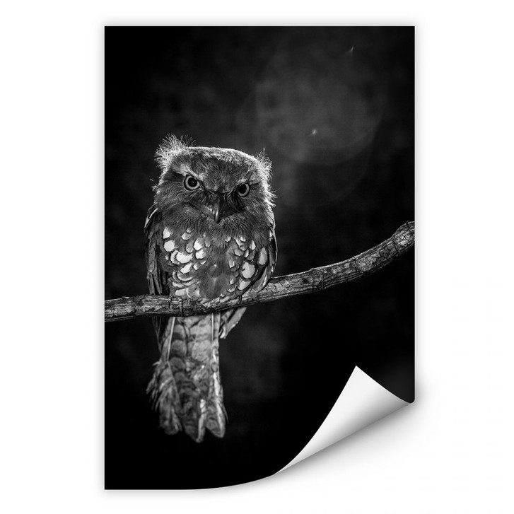Wallprint Wilianto - Staring Owl - WA190582