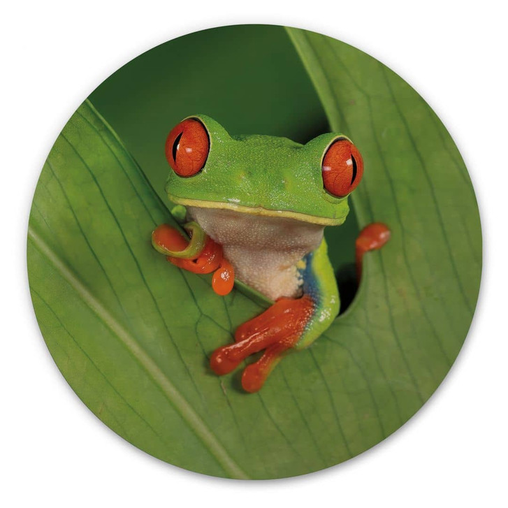 Holzbild Laubfrosch im Regenwald - van Duijn - Rund - WA472032