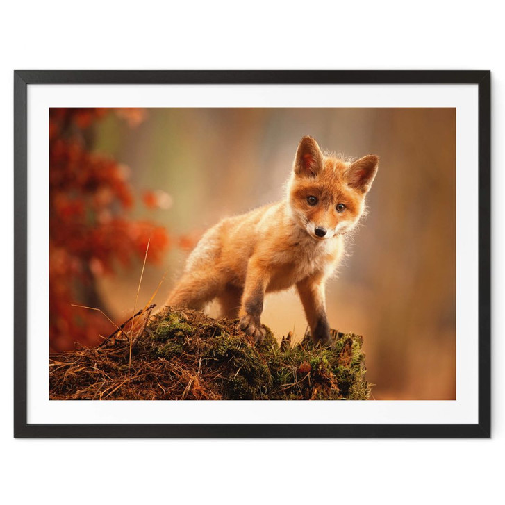 Poster Adamec - Junger Fuchs im Wald - WA378884