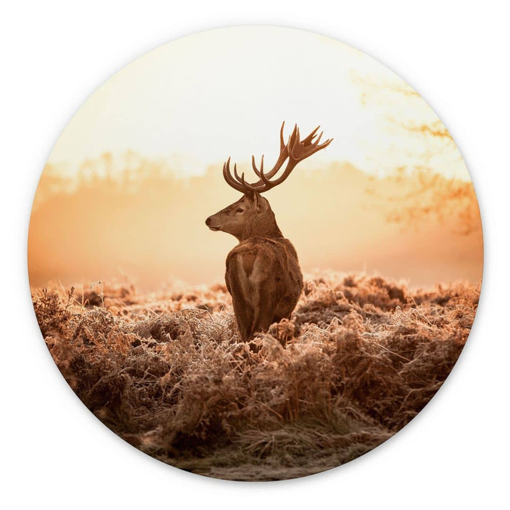 Wandbild Majestätischer Hirsch - Alu-Dibond Rund - WA393495