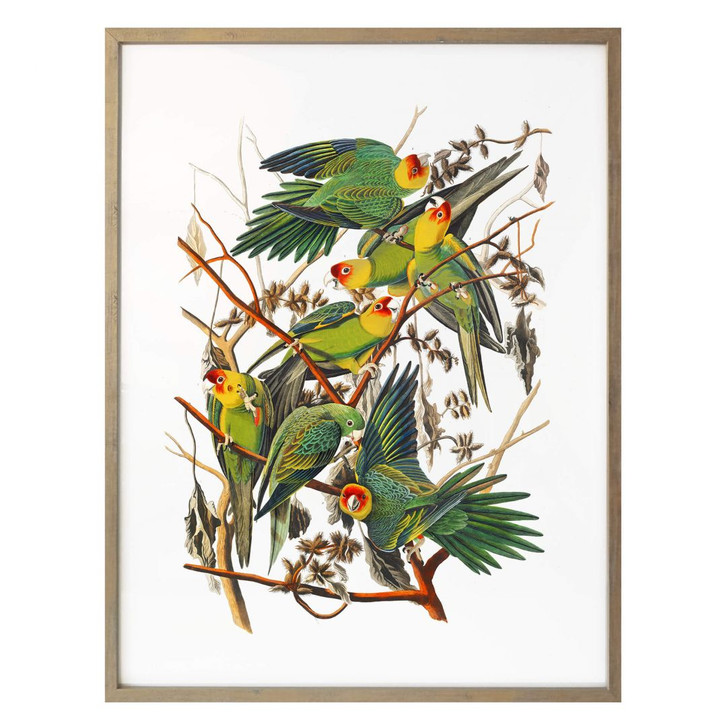 Poster Papageien - WA258754