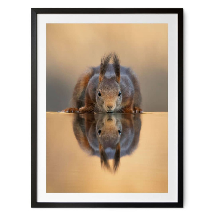 Poster Eichhörnchen am Wasser - van Duijn - WA473849