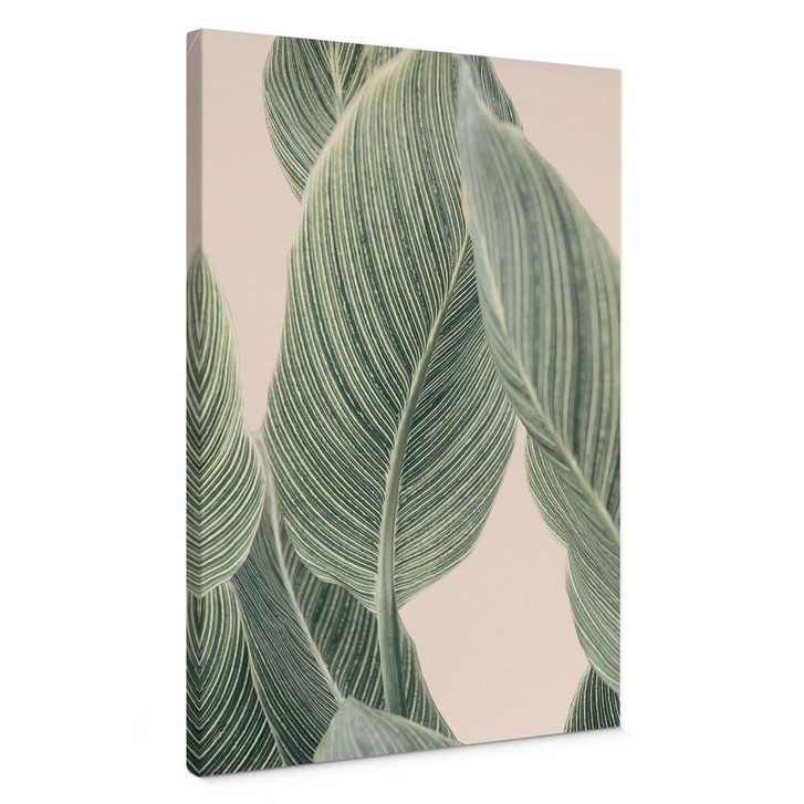 Leinwandbild Calathea Pflanze - Sisi & Seb - WA427020