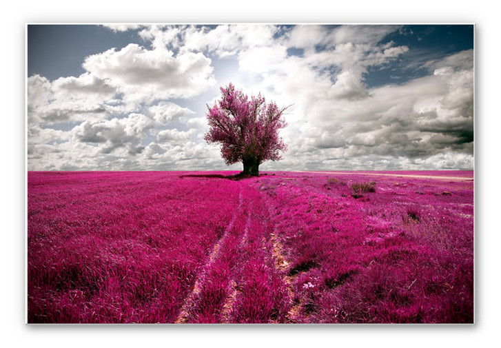 Hartschaumbild The Lonely Tree - WA131031