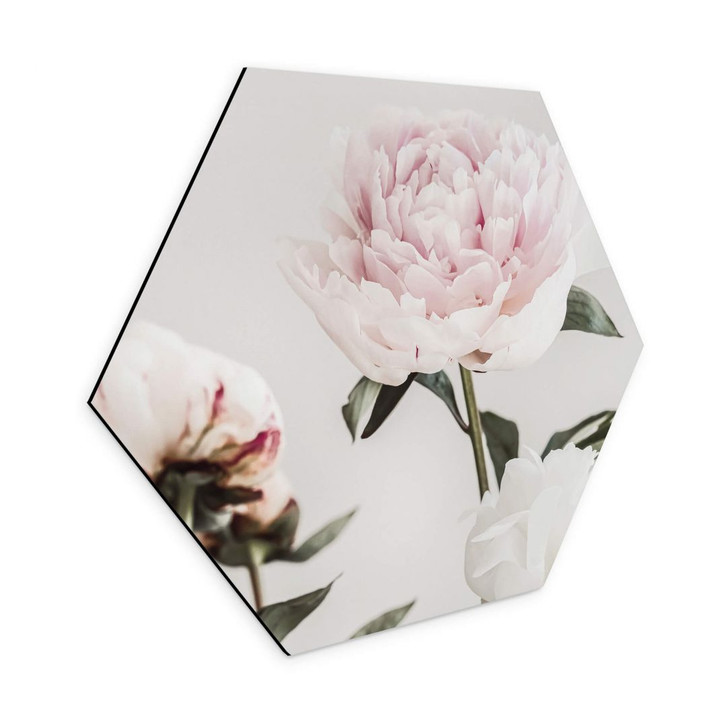 Hexagon - Alu-Dibond 1X Studio - Drei blühende Pfingstrosen - WA354367
