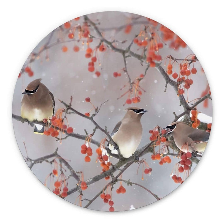 Wandbild Li - Drei Vögel in einer Winterlandschaft - Alu-Dibond Rund - WA350699