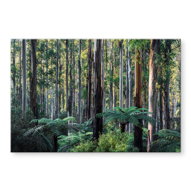 Acrylglasbild Eukalyptuswald in den Yarra Ranges - Colombo - WA464219